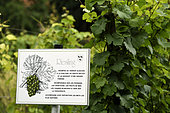 Vine Riesling grape vine, the Jardin des Vignes next to the Haute gate, Ammerschwihr, Haut Rhin, France