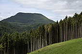 Clear-cutting in a spruce forest, Norway spruce (Picea abies) towards the Steige pass, view of the Climont, Steige, Bas Rhin, France