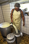 The whey separated from the curd will be given to the pigs, cheese making, tomme de montagne or Bargkas, farm inn Entzenbach, Niederbruck, Haut Rhin, France