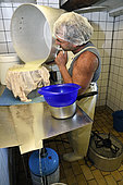 Le caillé est tiré à la toile pour être moulé, fabrication du fromage, tomme de montagne ou Bargkas, ferme-auberge de l’Entzenbach, Niederbruck, Haut-Rhin, France