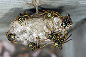 Nest of wasps, Polistes Gallicus or Polistes doninulus, built in a wooden garden, windowsill, house, Belfort, Territoire de Belfort, France