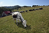 Belacker meadow, Belacker farm, inn, gîte, Vosges cows, view of the Vogelsteine, Rossberg massif, Hautes Vosges, Haut Rhin, France