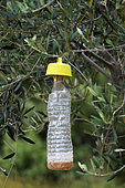 Bottle hanging in an olive tree, fight against the Fly of the olive tree (Bractocera oleae), Garden of Olives, olive grove, production of olive oil, Sainte Trinide district, Sanary sur Mer, Var, France