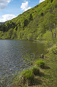Sewen lake, Ballon d'Alsace mountain, Sewen Haut Rhin, France