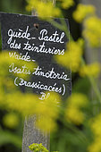 Slate, Dyers Pastel (Isatis tinctoria), flowers, Quote of an English proverb on a slate, the Herbarium, medieval garden, Remarkable Garden, Saint Valery sur Somme, Somme, France