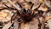 Funnel web spider in defence position, Australia