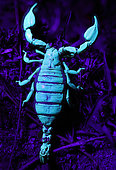 Scorpion photographed at night with a UV torch, amazing the way they glow.