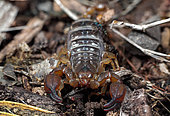 Black rock scorpion (Urodacus manicatus), NSW Australia.