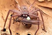 Huntsman spider found on the trunk of a paper bark tree feeding, Australia