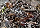 Black rock scorpion (Urodacus manicatus), NSW Australia.