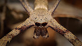 Portrait of Rufous Net-casting Spider (Deinopis subrufa), Australia