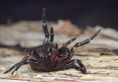 Southern tree funnel-web spider (Hadronyche cerberea) Woy Woy NSW Australia.