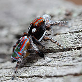 Peacock spider (Maratus volans) Male, Australia