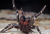Southern tree dwelling funnel web (Hadronyche cerberea), Australia