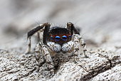 Peacock spider (Maratus neptunus) male, NSW Australia.