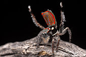 Peacock Jumping Spider (Maratus elephans) male dancing for a female spider, NSW, Australia.