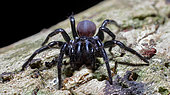 Southern tree dwelling funnel web (Hadronyche cerberear), Australia