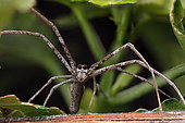 Rufous Net-casting Spider (Deinopis subrufa), Australia