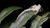 Crab spider (Thomisidae sp), Australia