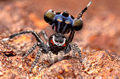 Harris' Peacok Spider (Maratus harrisi) male, NSW, Australia
