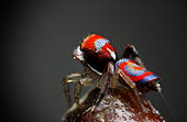 Peacock Jumping Spider (Maratus splendens) male, Australia