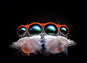 Close up of a Peacock Jumping Spider (Maratus splendens), Australia