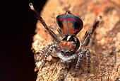 Male Peacock Spider (Maratus amabilis) in full swing, performing his display for a female spider, Australia