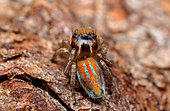 Beautiful Male Peacock Spider "Maratus aurantius" that we "Project Maratus" discovered a couple of years ago in the country town of Orange in NSW Australia.