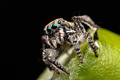 Male Peacock spider (Maratus australis), Western Australia.