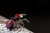 Peacock jumping spider (Maratus bubo) male from Western Australia.