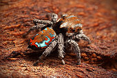 Peacock Jumping Spider (Maratus calcitrans) male, Australia