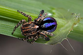 Peacock Jumping Spider (Maratus chrysomelas) male shot from above showing the beautiful colours of the abdomen, Australia