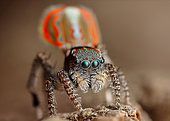 Peacock Jumping Spider (Maratus elephans) male, NSW, Australia.