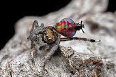 Peacock Jumping Spider (Maratus jactatus) male performing his courtship display for a female, southern QLD Australia.