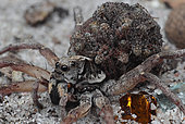 Mother wolf spider (Lycosidae sp) with her spiderlings on her back, Australia