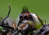 Portrait of Green jumping spider (Mopsus mormon) Male, QLD, Australia.