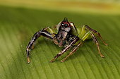 Green jumping spider (Mopsus mormon) Male, QLD, Australia.