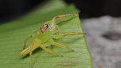 Green jumping spider (Mopsus mormon) Femelle, QLD, Australia.