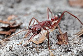 Giant Red Bull Ant (Myrmecia brevinoda), Australie