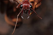 Giant Red Bull Ant (Myrmecia brevinoda), Australie