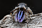 Rear view of Peacock spider (Maratus neptunus) male, NSW Australia.