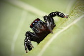 Jumping spider (Saitis virgatus) male, NSW, Australia.