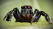Jumping spider (Saitis virgatus) male, NSW, Australia.