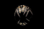 Jumping spider (Simaethula sp) on black background, Australia