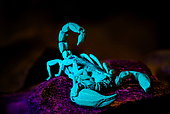 Black rock scorpion (Urodacus manicatus) under UV light, NSW Australia.