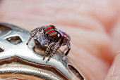 Wedding ring spider (Marzatus sp), Australia