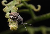 Small weevil on a fern, Australia