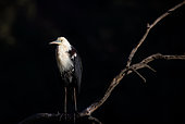 White -necked Heron (Ardea pacifica) on the early morning hunt at Wollemi NP , NSW, Australia.