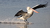 Australian Pelican (Pelecanus conspicillatus) landing on water, Woy Woy, NSW, Australia