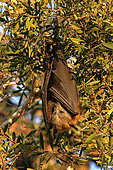 Grey headed Flying Fox (Pteropus poliocephalus) from Woy Woy, NSW, Australia